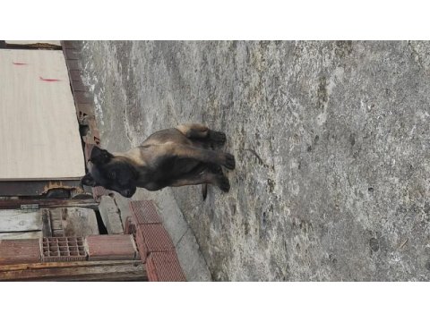Yavru malinois köpekler