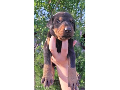 A kalite doberman bebeklerimiz