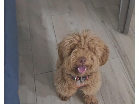 Poodle köpeğimiz 9 aylık