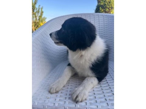 Türkiyede böylesi zor border collie yavrular