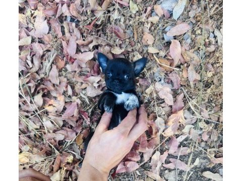 Elma kafa dişi chihuahua yavrumuz hazır