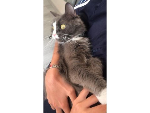 Hareketli oyuncu kedimiz luna