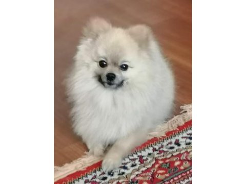 Köpeğimiz için ciddi düşünenler yazsın