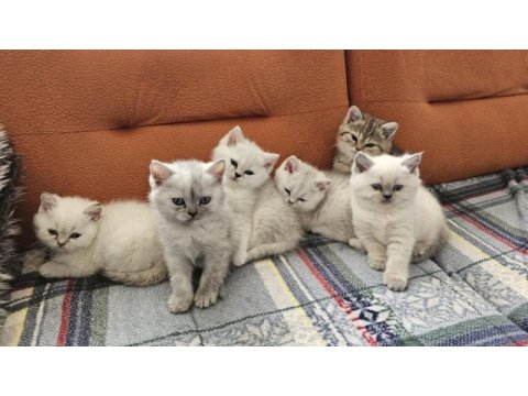 A kalite british shorthair yavrular