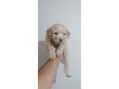 Maltipoo bebekler teslime hazır