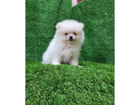 Pomeranian yavrular