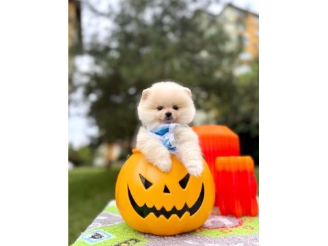 Orjinal pomeranian boo