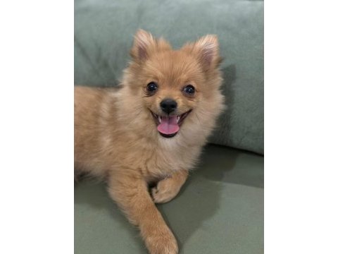 Acil yavru spitz