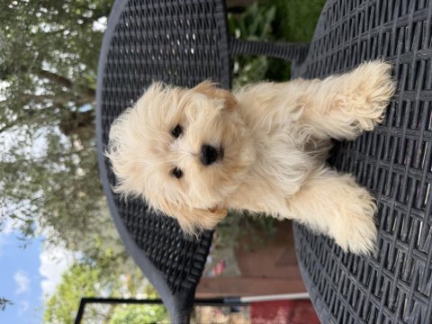 Mini maltipoo yavru