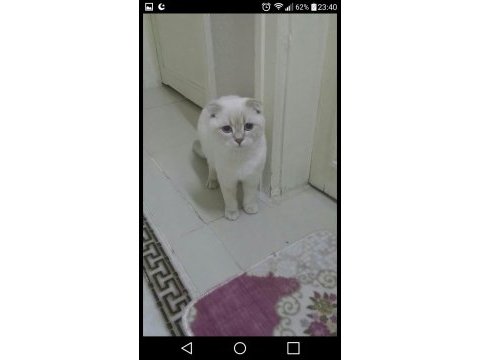 Scottish fold 8 aylık kedimiz