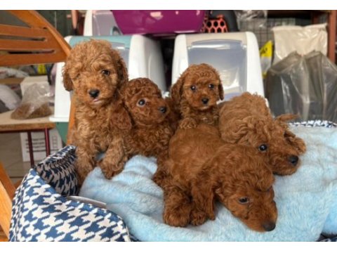 Toy poodle köpekler tüy dökmez