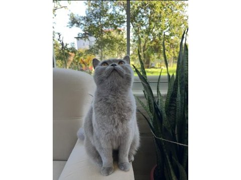 Uysal ve sevimli british shorthair kedimiz cindy