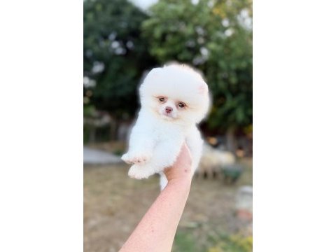 Micro teacup kusursuz karbeyaz pomeranian boo