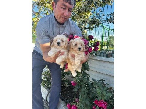 Toy poodle ve maltipoo yavrularımız