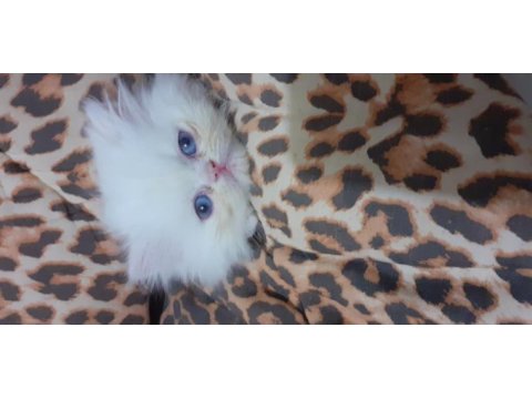 Safkan iran kedi yavrusu