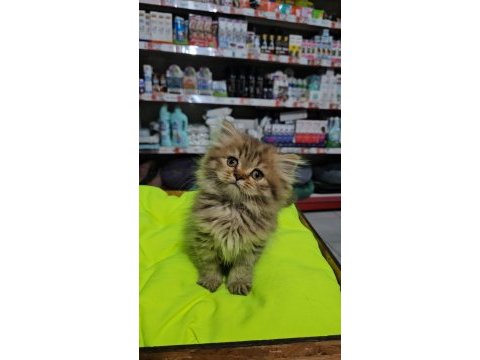 Cinnemon bi color scottish fold british shorthair yavruları