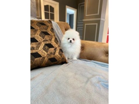 Pomeranian boo yavruları 