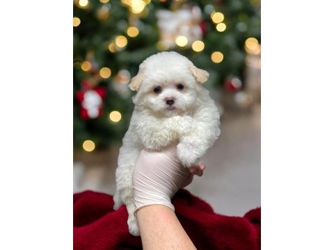 Teacup maltipoo son dişi yavrumuz