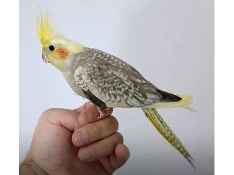 Yeni yeme düşen sultan papağanı yavru
