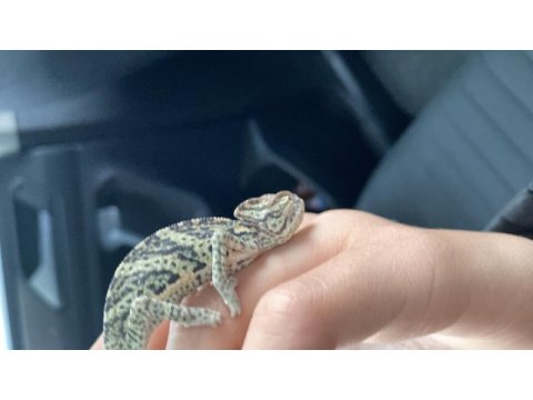 Sağlıklı erkek bukalemun