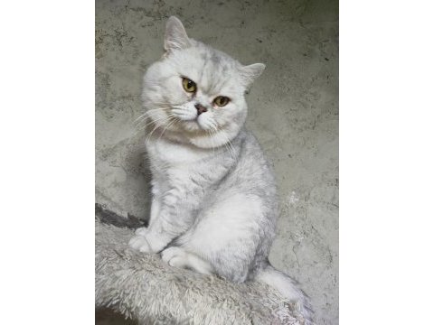 British shorthair erkek kedimiz