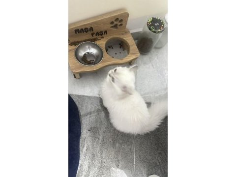 Kedilerim takım olarak verilecek