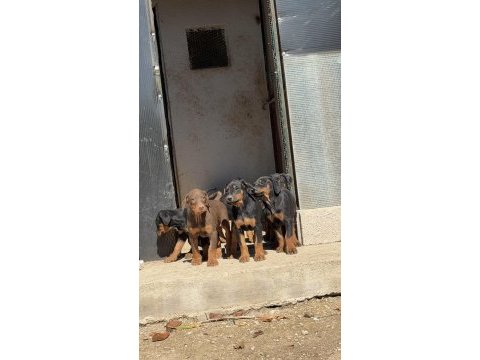 İri ve kalite doberman isteyenlere
