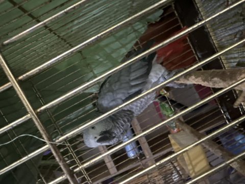 Kırmızı kuyruk jako papağanı