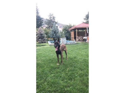 Belçika malinois