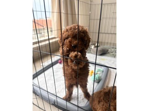 2 aylık toy poodle