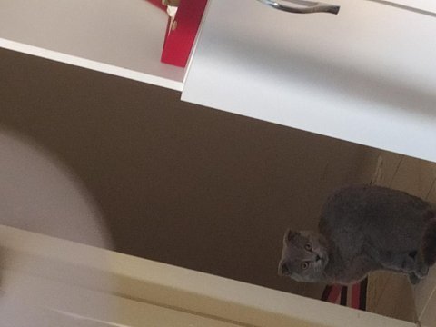 9 aylık scottish kedi çantası sıfır tırmanma ağacı tarak vs