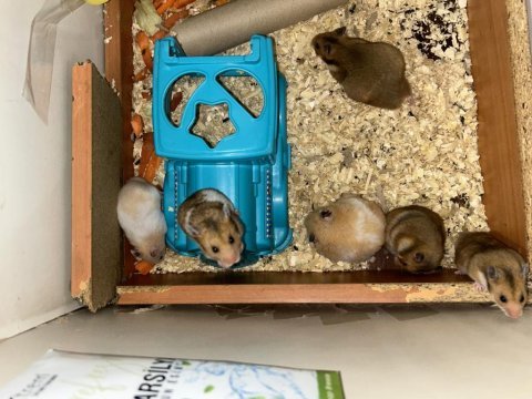 Birbirinden güzel hamster bebekler