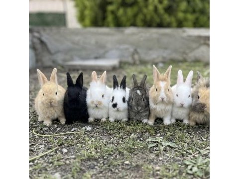 Sütten yeni kesilmiş pamuk tavşanlar yeni yuvasına hazır