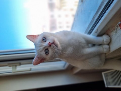 British shorthair kardeşler