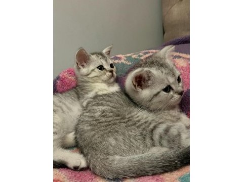 Sağlık ve ırk garantili british longhair bebek