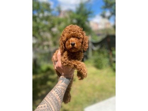 Tatlı poodle yavru köpeklerimiz