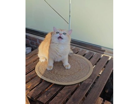 British shorthair golden dişi ny12 14 aylık full şecereli