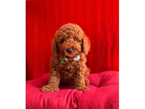 Red brown toy poodle bebekler