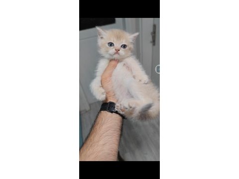 British shorthair kedisi
