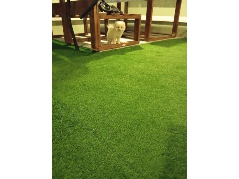 Pomeranian boo yavrularımız ırk garantili teslim