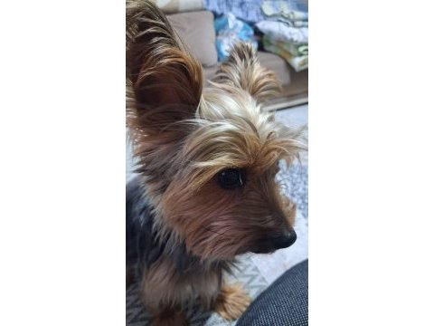 Yakışıklı erkek yorkshire terrier