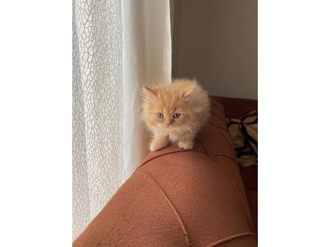 2 aylık iran kedisi