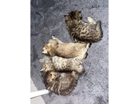 50 günlük british longhair