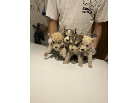 Husky yavrular