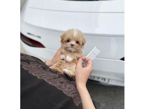 Irk ve sağlık garantili maltipoo