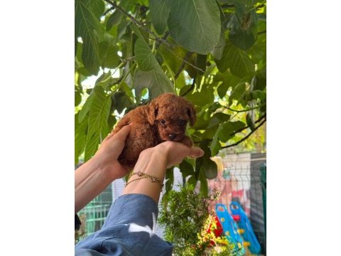 Orjinal teacup kore dark brown poodle yavrular