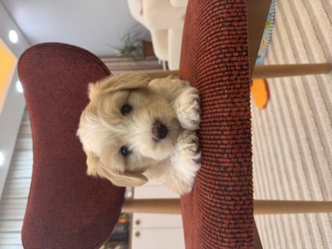 Maltipoo yavrum