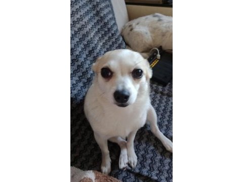 1 yaşında pinscher acil ankara mamak