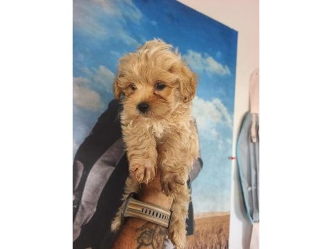 Birbirinden sevimli maltipoo yavrular