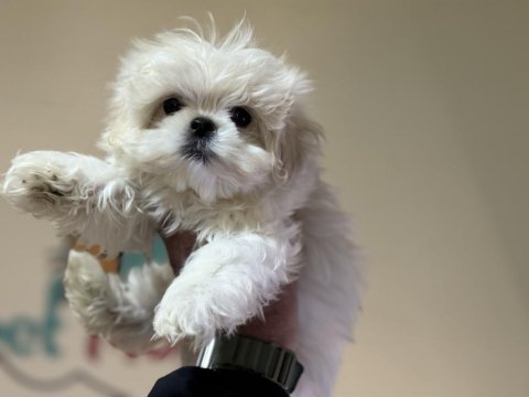 Wc eğitimli kar beyaz maltese terrier yavrularımız